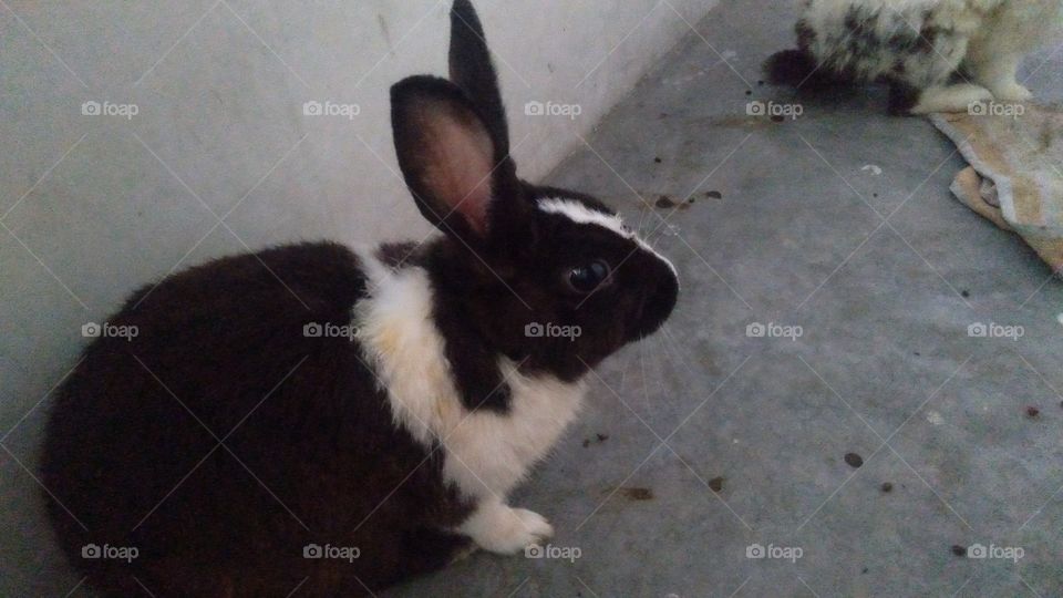 UP India Sitting Rabbit Nice Look