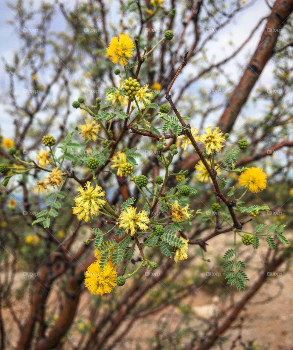 Desert flowers 