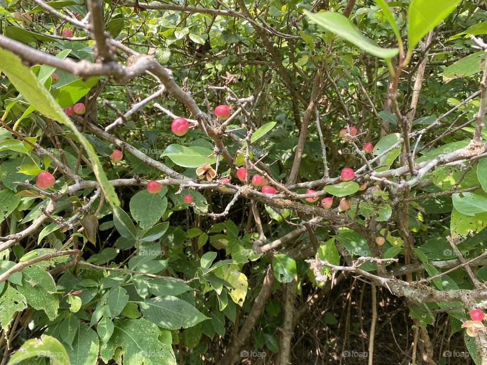 These are wild Berry in Bhimashankar jungle in India 