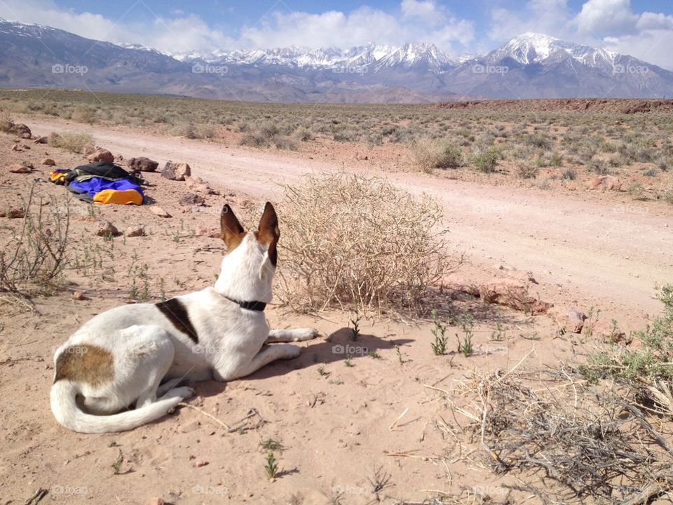 Desert dog
