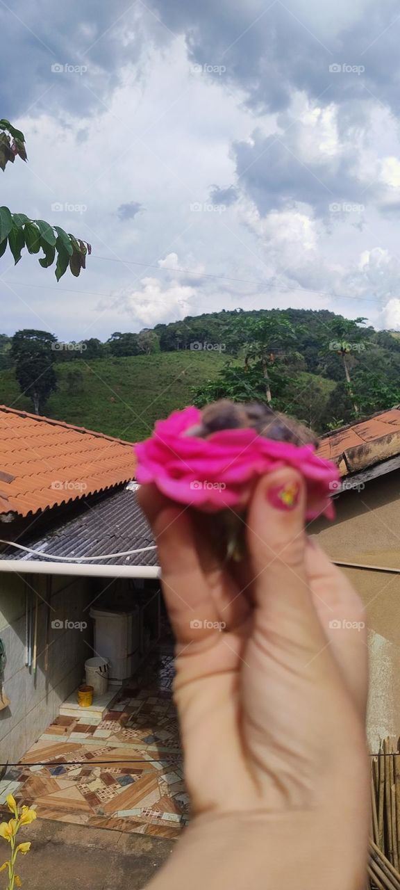 little bird in the colorful nest in the hand cute