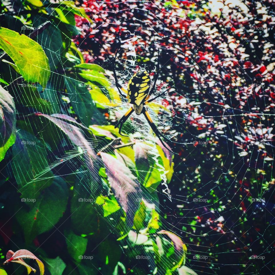 Nature's knitter. Photograph of a spider in a bush on my front porch