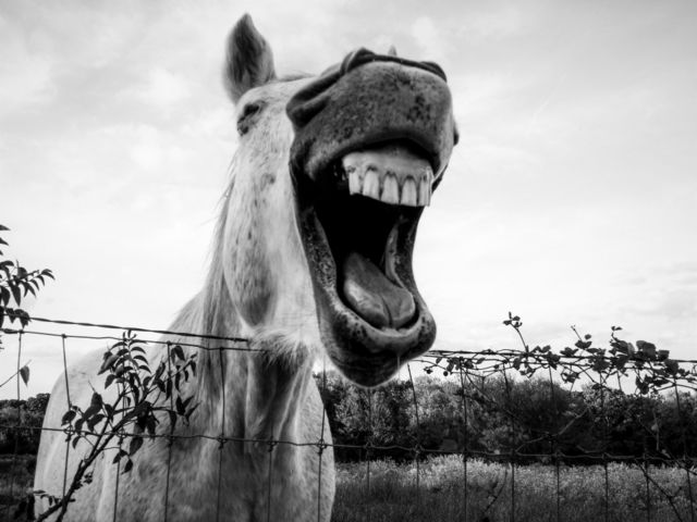 Happy Grey Laugh