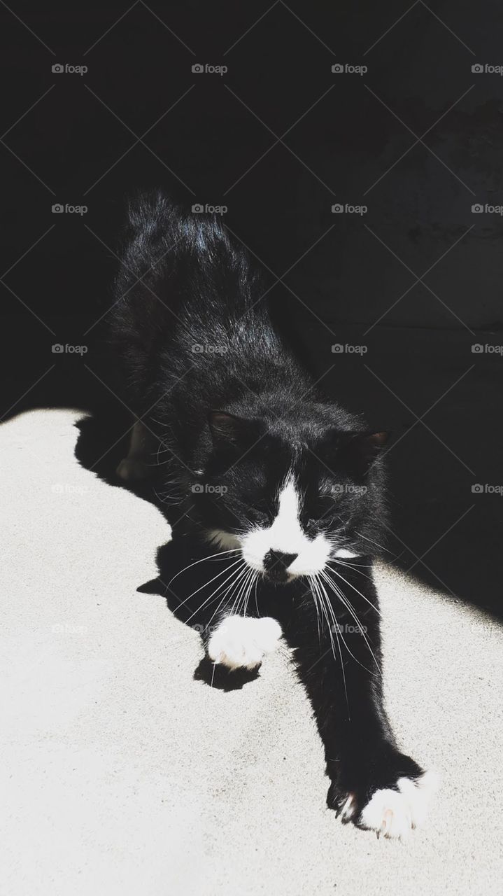 the white and black cat