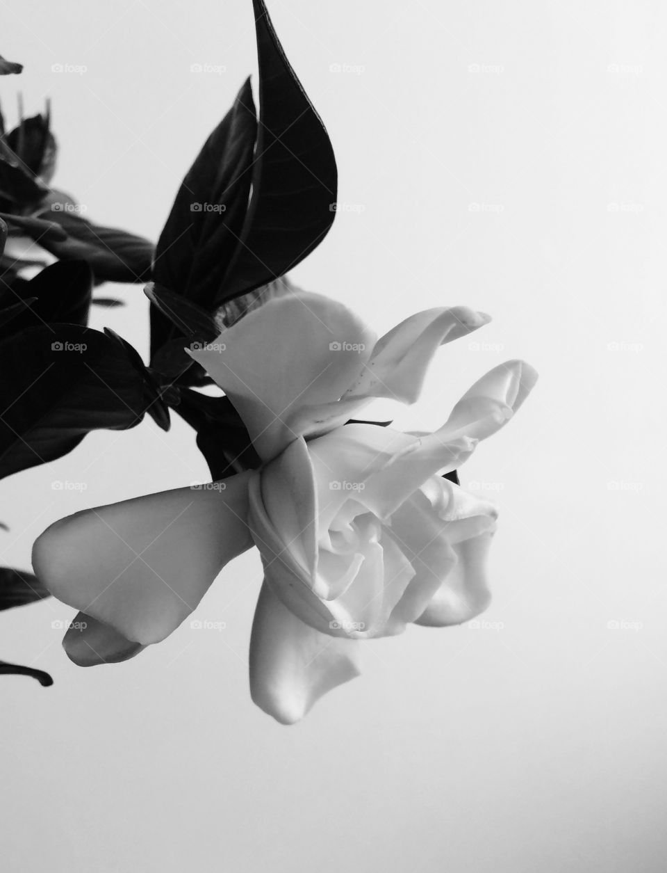 Flower Black and White
