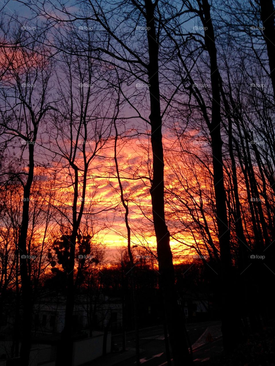 Sunrise Sky in trees 