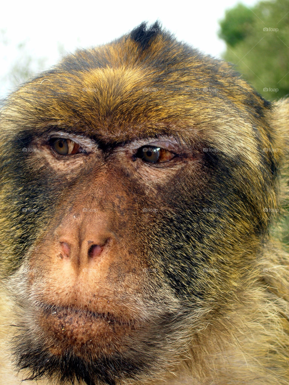 mammals animals rock monkey by danielmorman