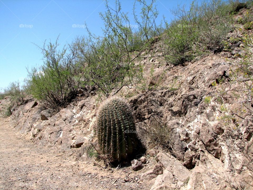 Tuscan cactus 