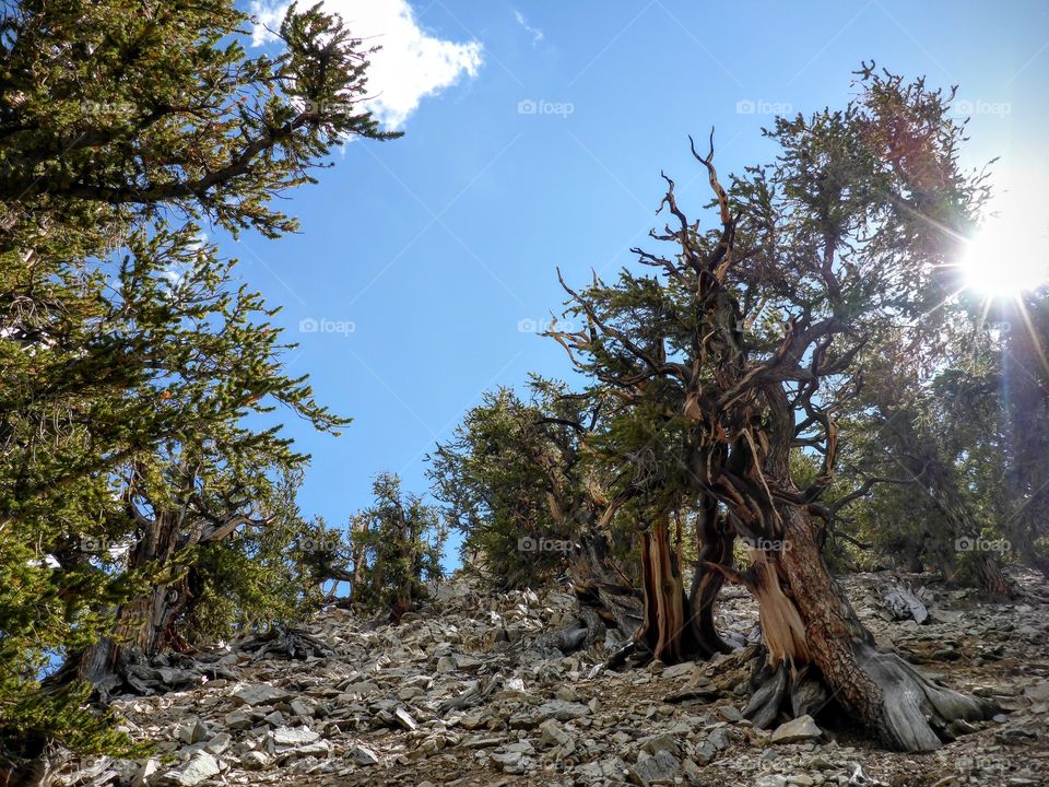 Bristlecone pine forest