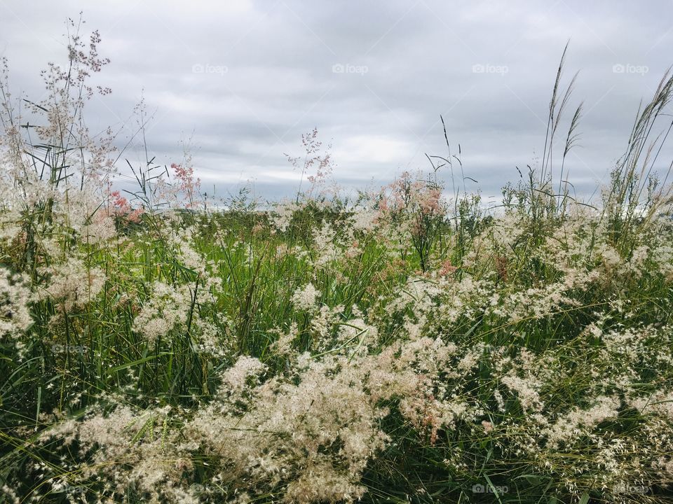 FOAP MISSIONS - A very nice image of the flowers and the bush.  Live nature so beautiful and inspiring.  And we applaud the spring ... / Uma imagem bem bacana das flores e do mato. Viva a natureza tão bonita e inspiradora. E aplaudamos a primavera...