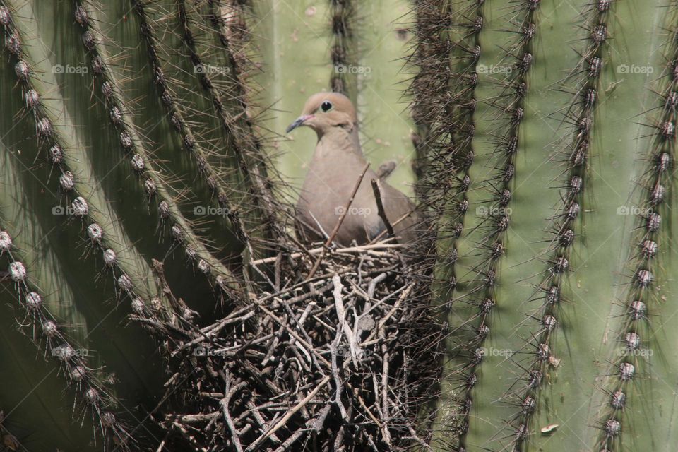 Mourning Dove Nesting in Saguaro Cactus
