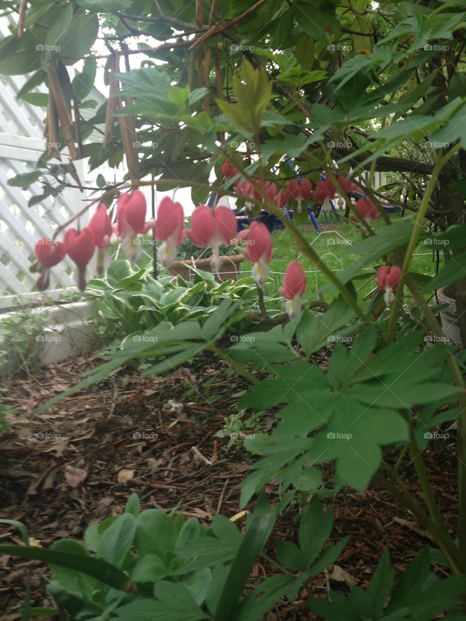 Bleeding hearts