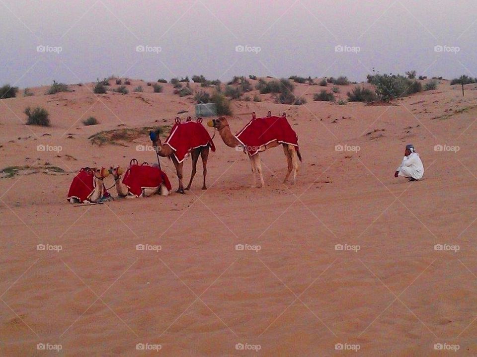 Relaxing camels