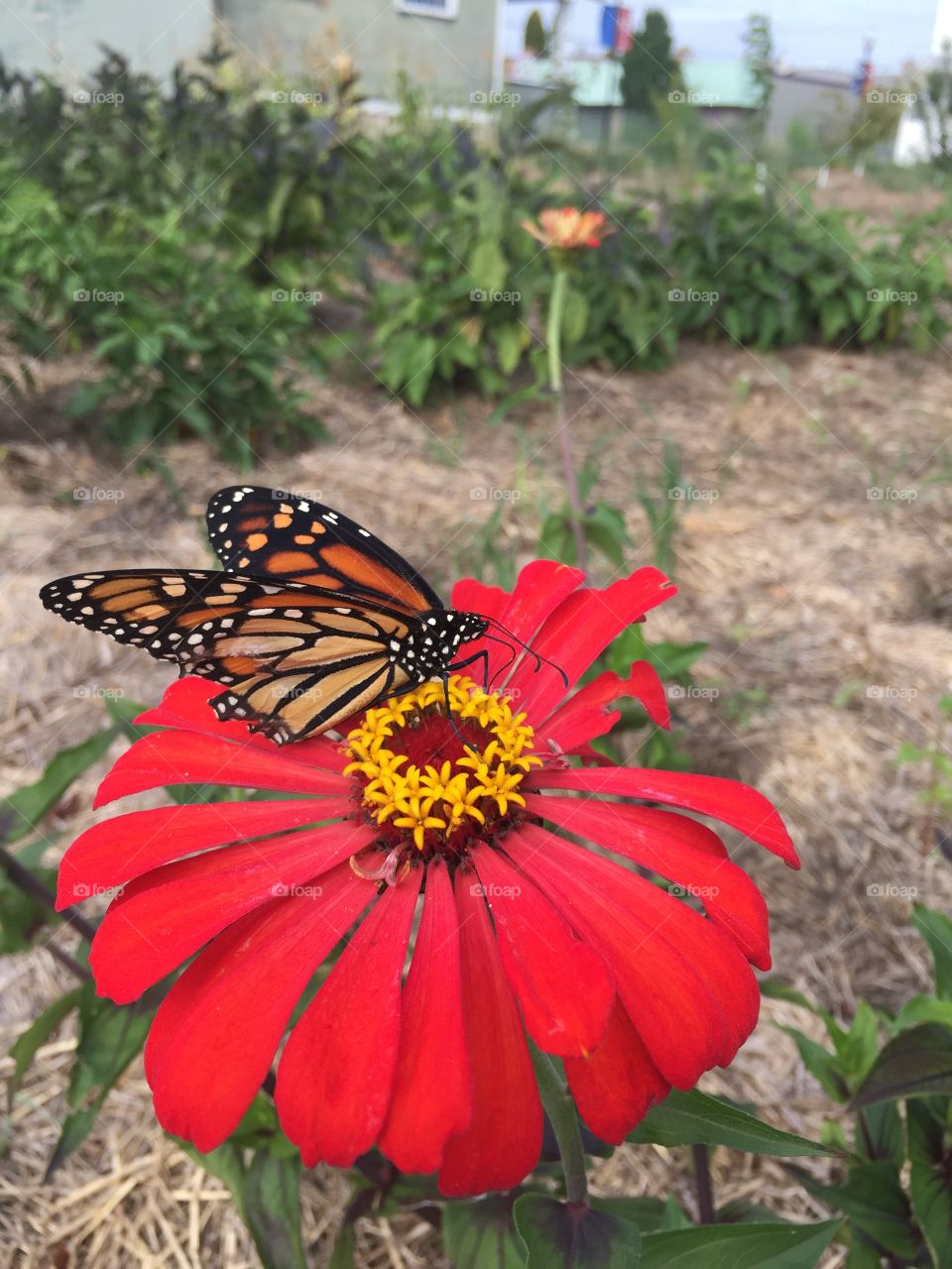 Huge butterfly . So pretty