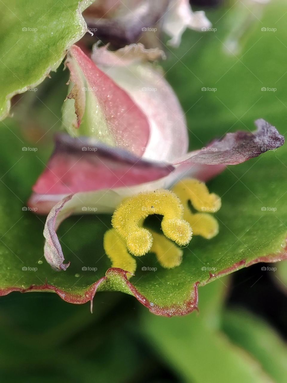 Macro photo of a flower growing in the garden