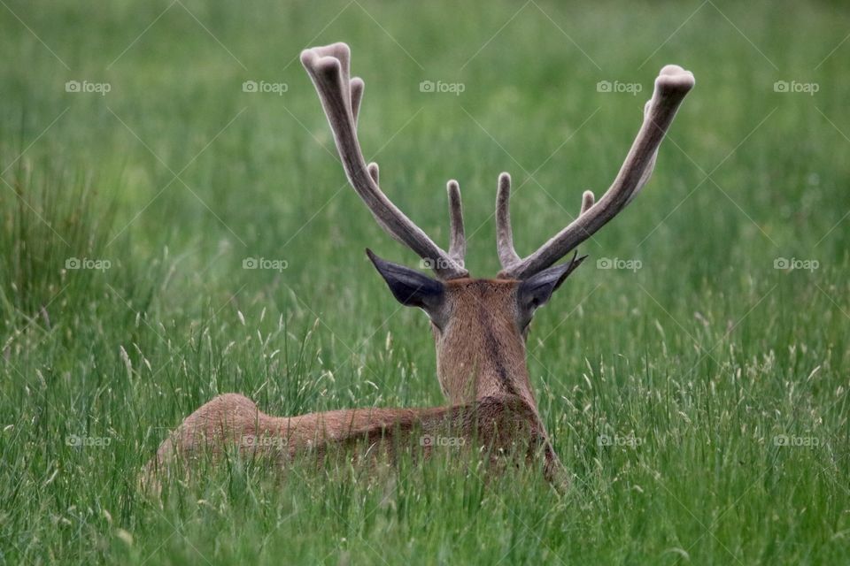 Deer