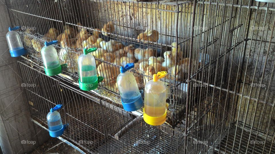 Cage chicks