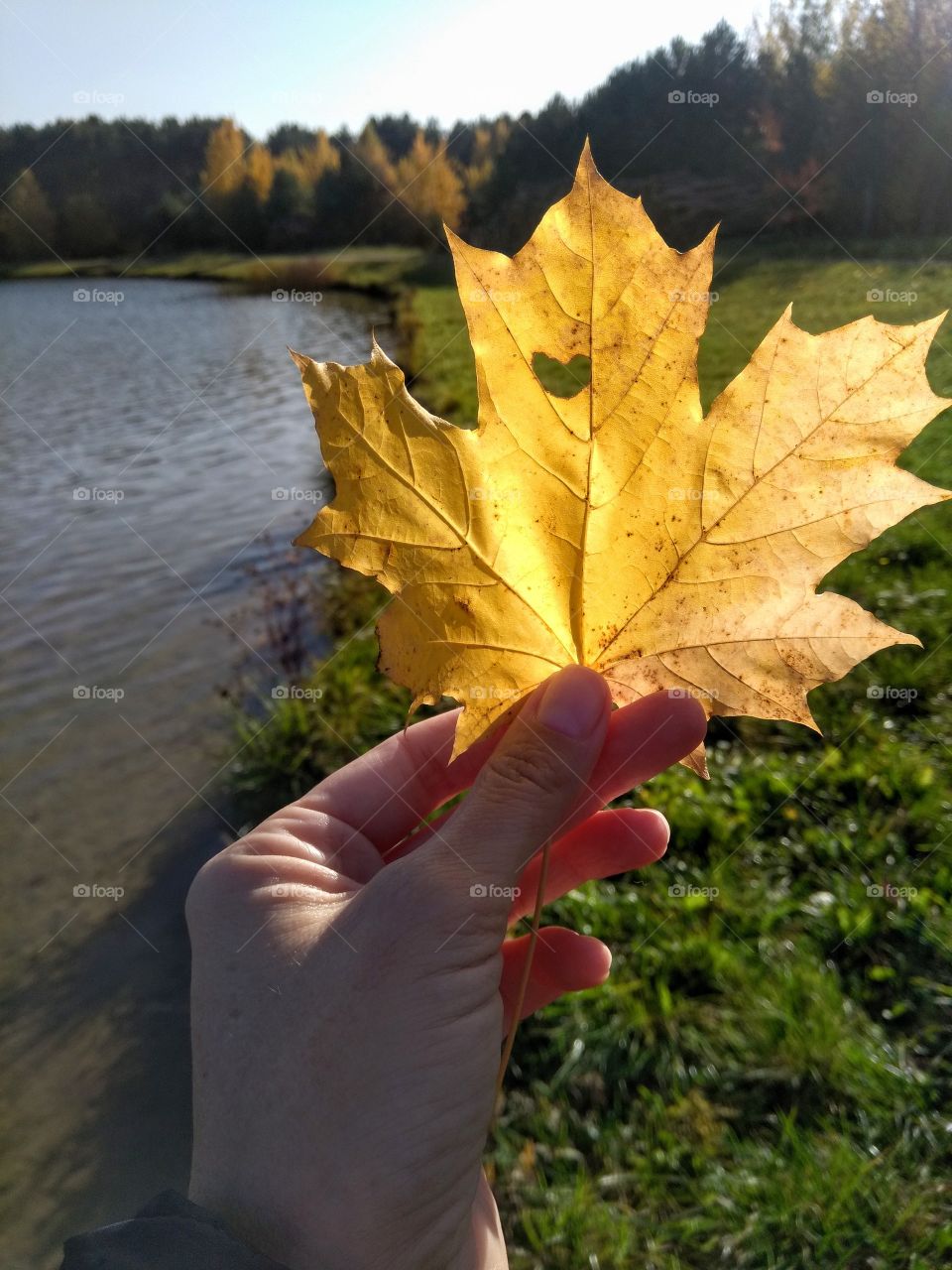 yellow autumn leaf with heart in the hand lake shore background