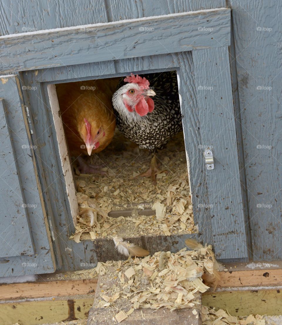 Hens in their coop on small family chicken farm in Minnesota