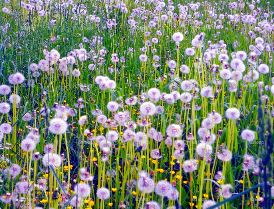 Flower, Flora, Field, Nature, Summer