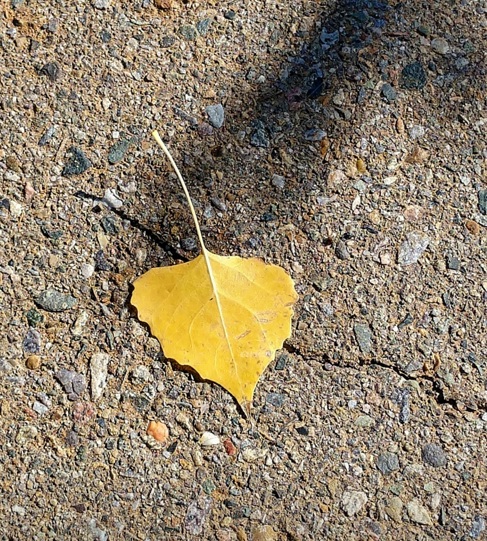 Autumn color, Leaf, Fall