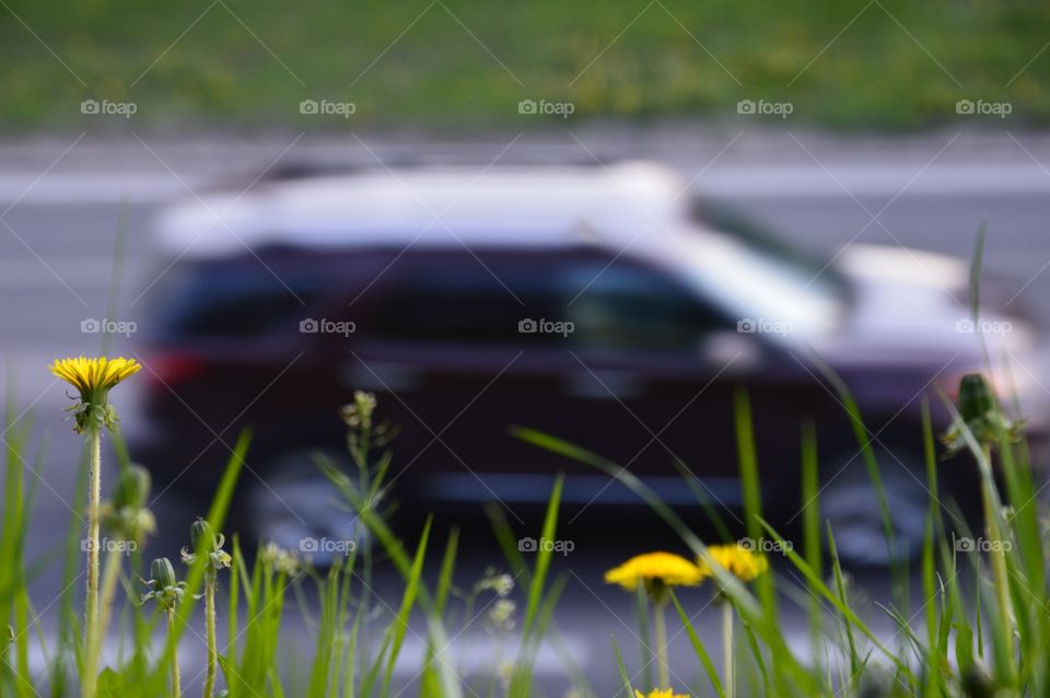 dandelion at highway