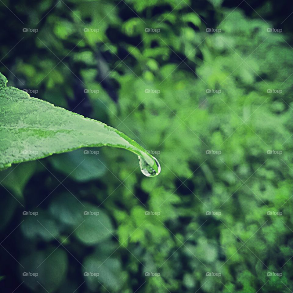 intresting photo, good focused photo, rain, raindrops, leaf and raindrop, awsome photo