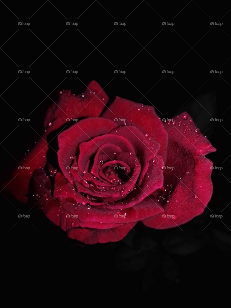 Night Rose