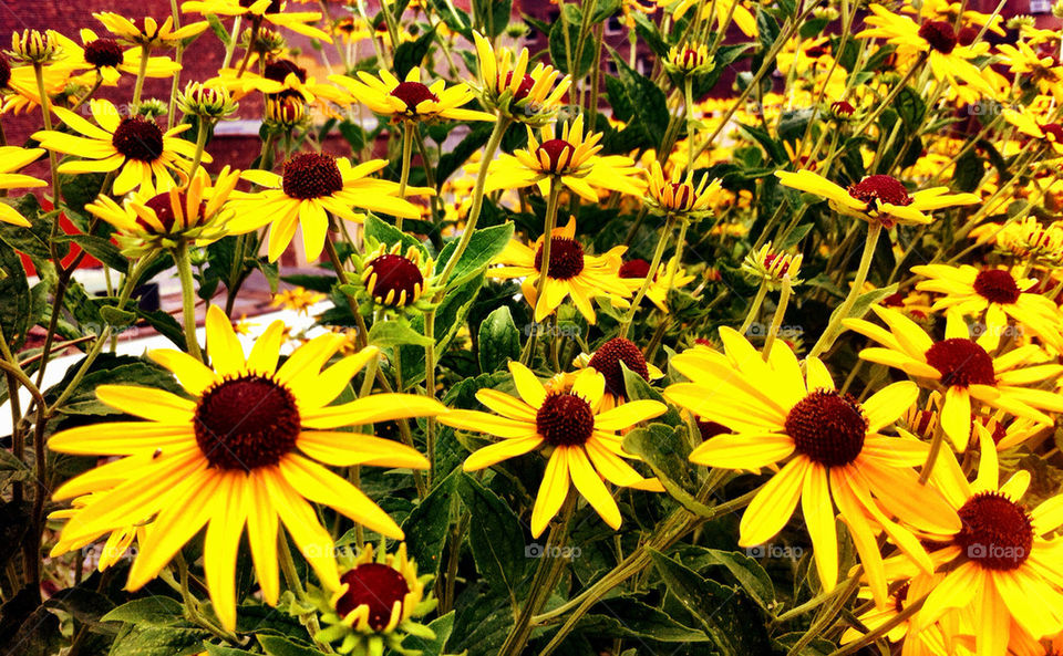 green flowers yellow plants by percypiglet