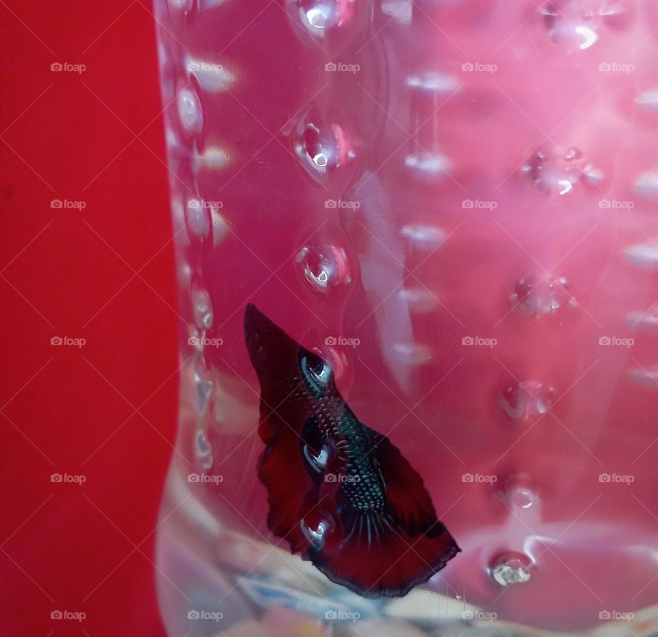 Fighting fish in Aquarium against red background