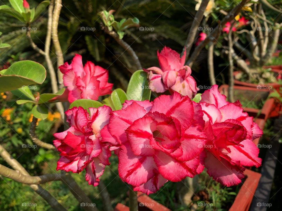 Adenium 