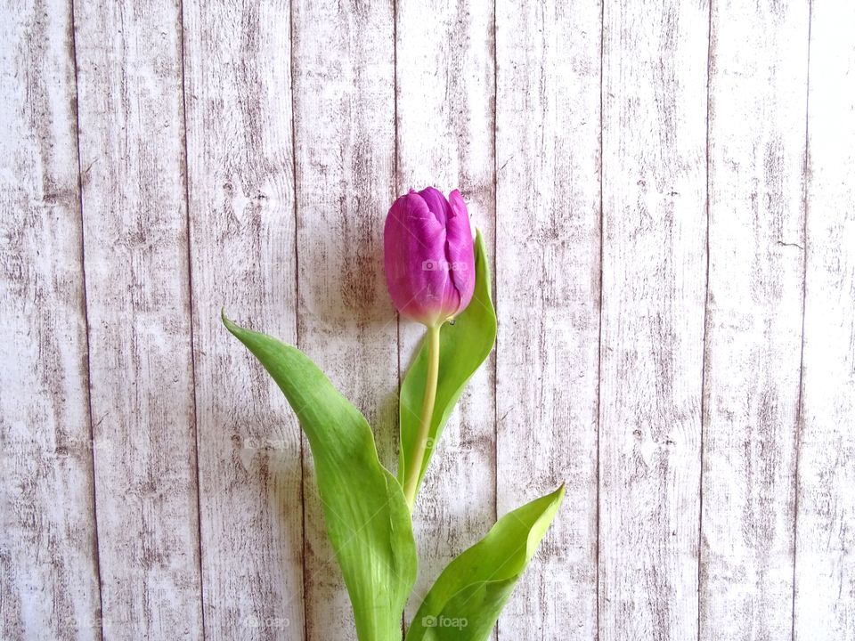 Pink tulip