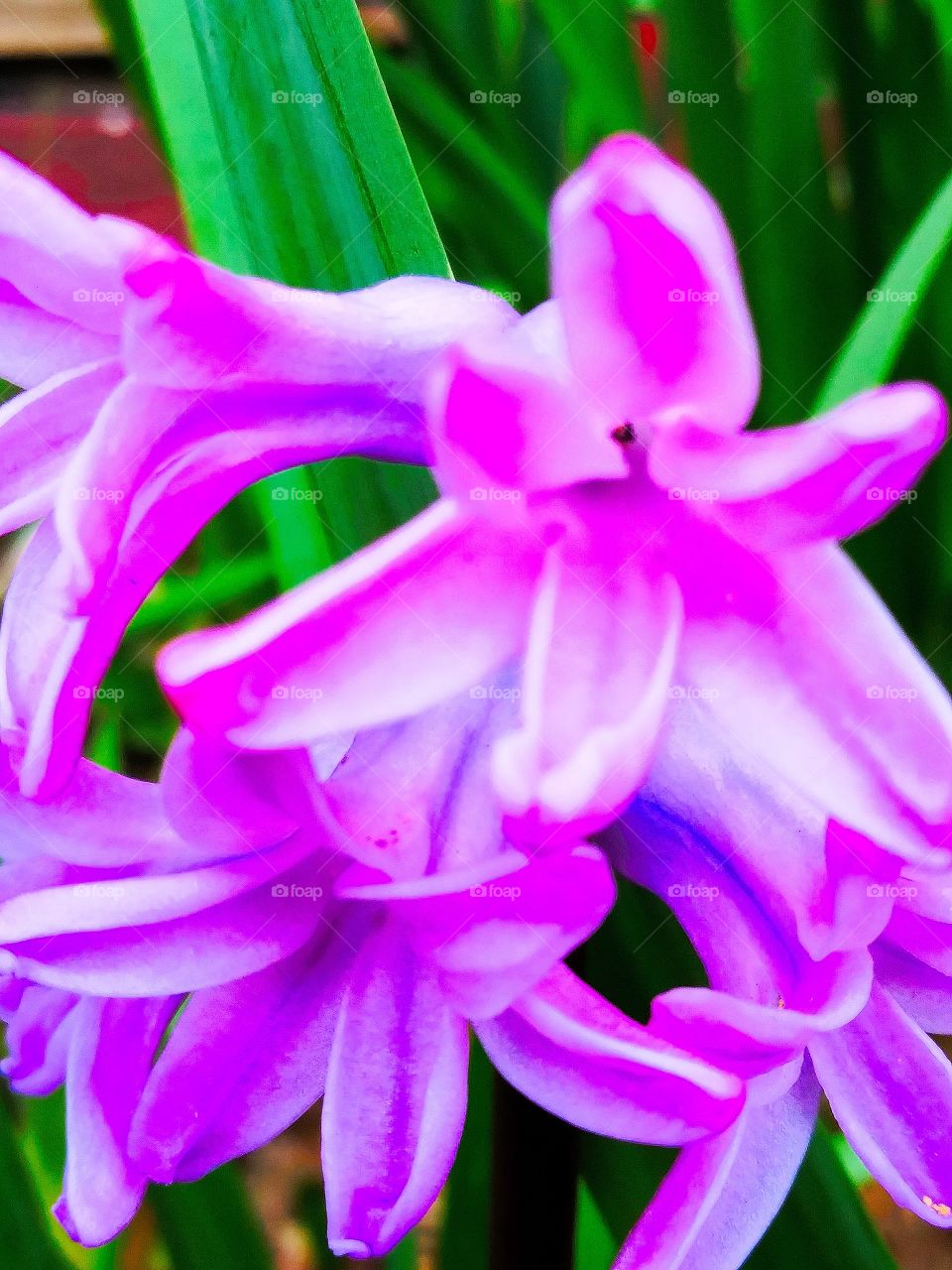 Purple hyacinth