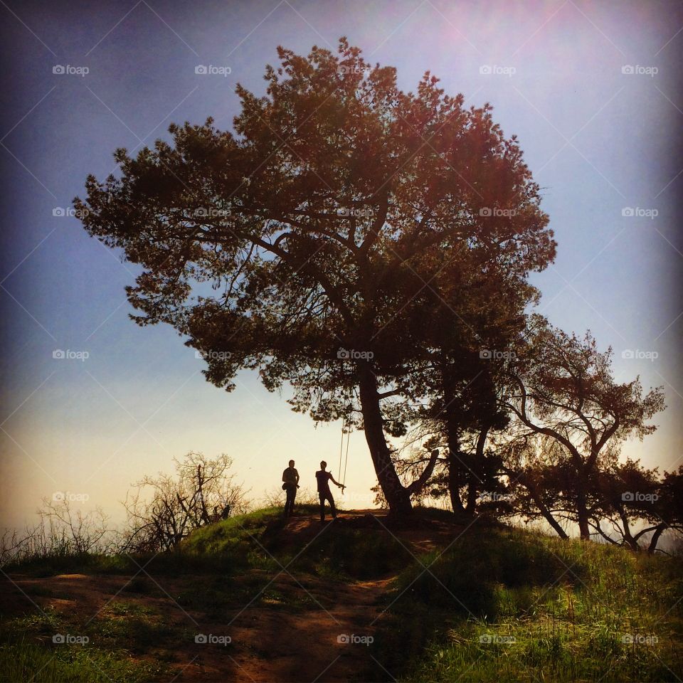 Elysian Tree. Tree in Elysian park Los Angeles 