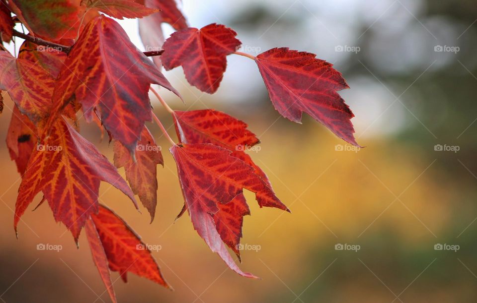 the vivid colors of Autumn