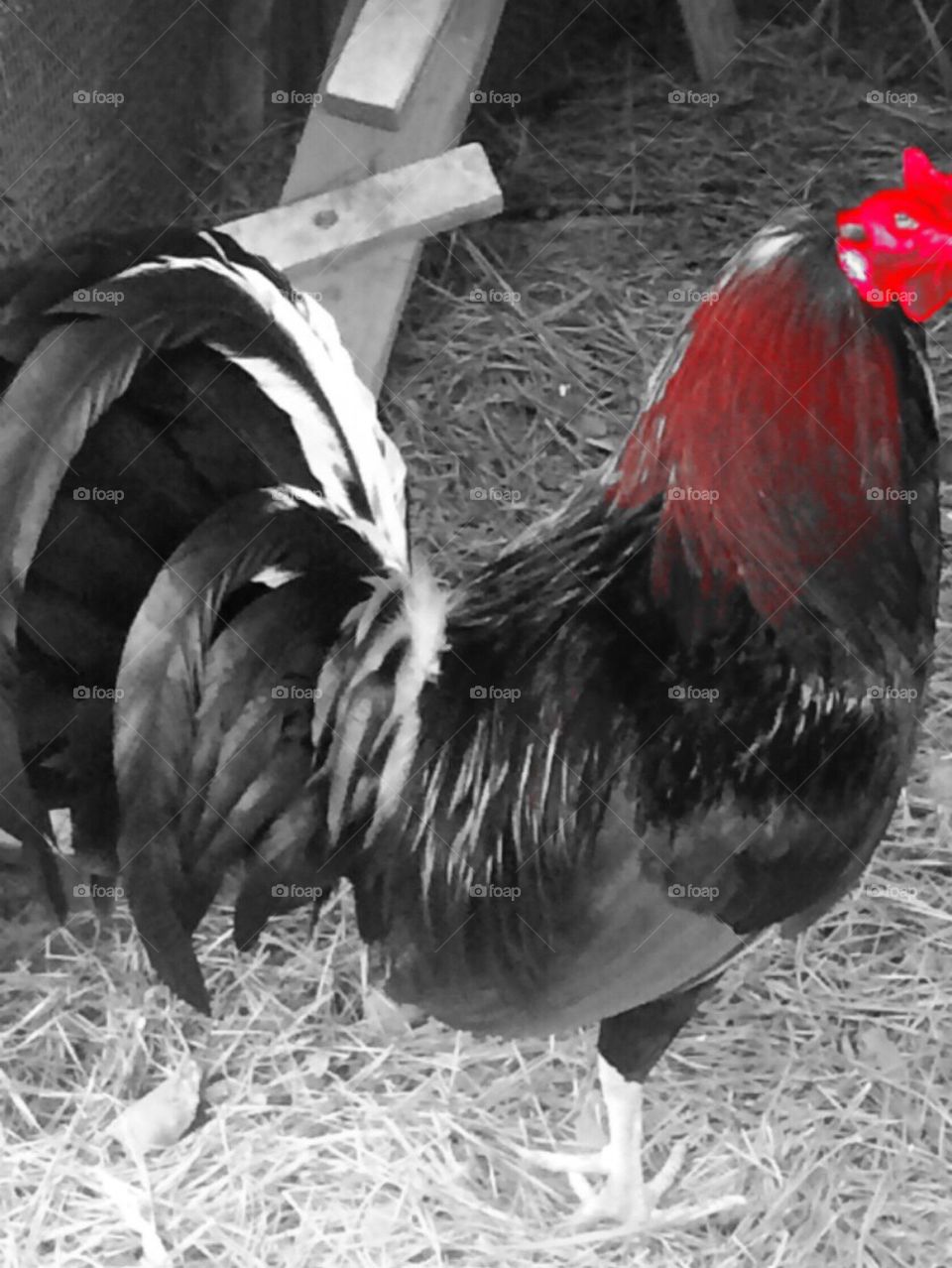 Old Red Rooster