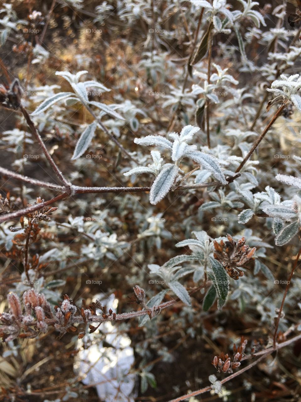 December morning frost in CT