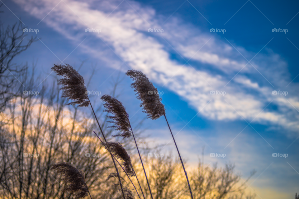 sky plants blue sunset by delvec
