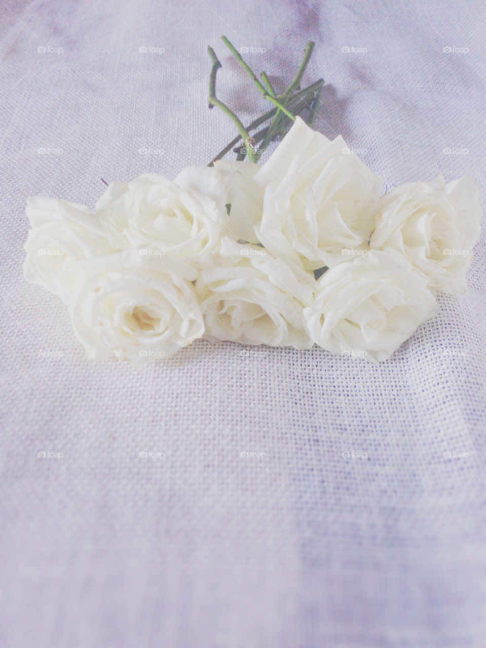 beautiful soft bouquet white roses by irinabond