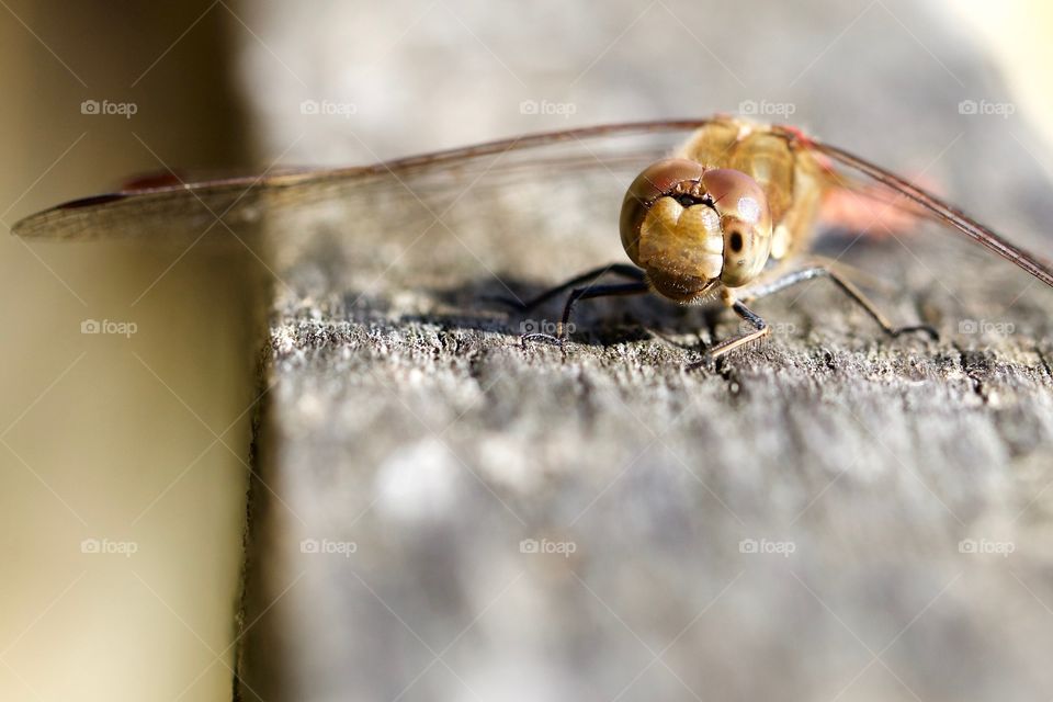 Close-up of a dragonfly