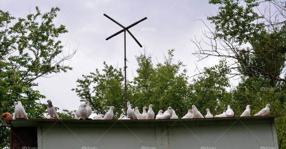 birds white doves spring green landscape