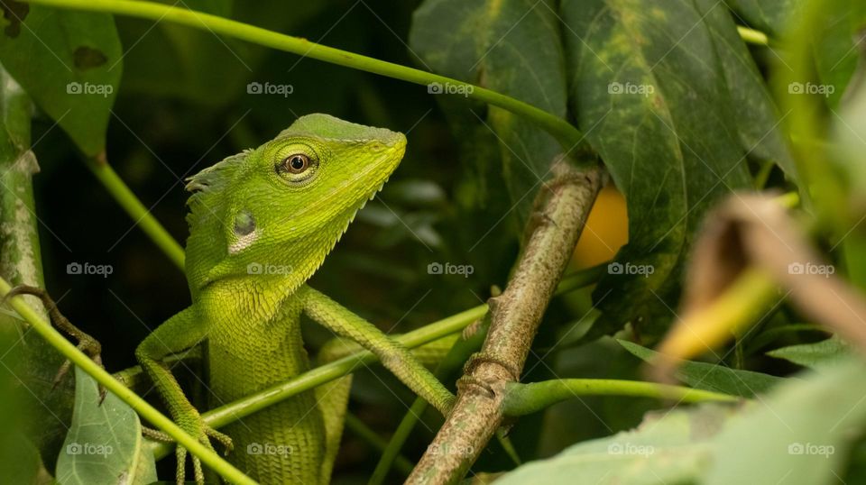 Close up photo of a chameleon on a tree branch