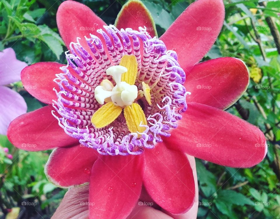 flor de maracuja flora brasileira