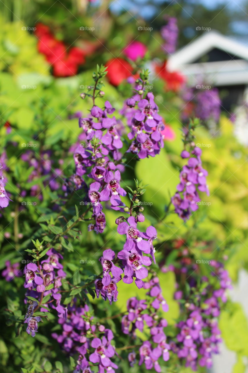 Container gardens flowers are beautiful everyday