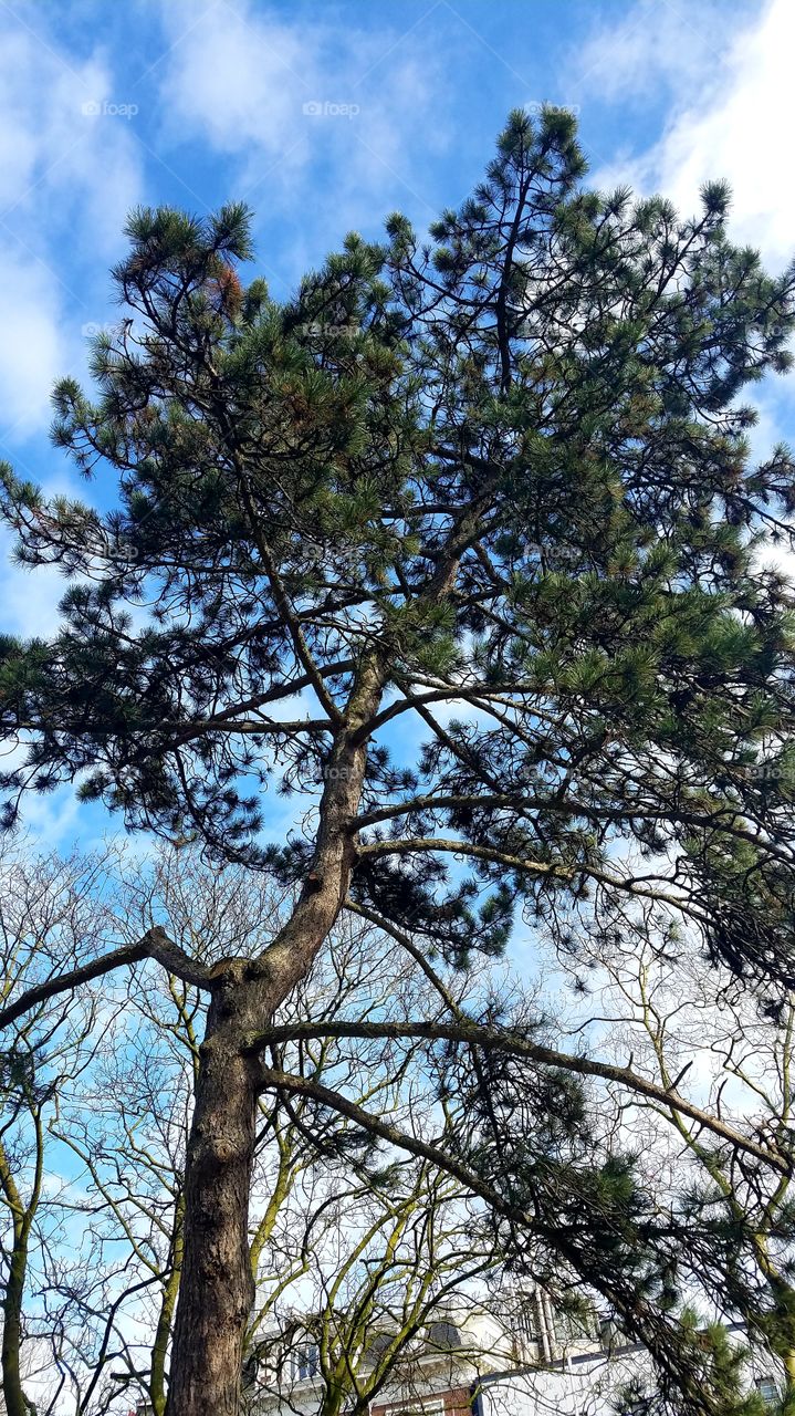 Tree in the City