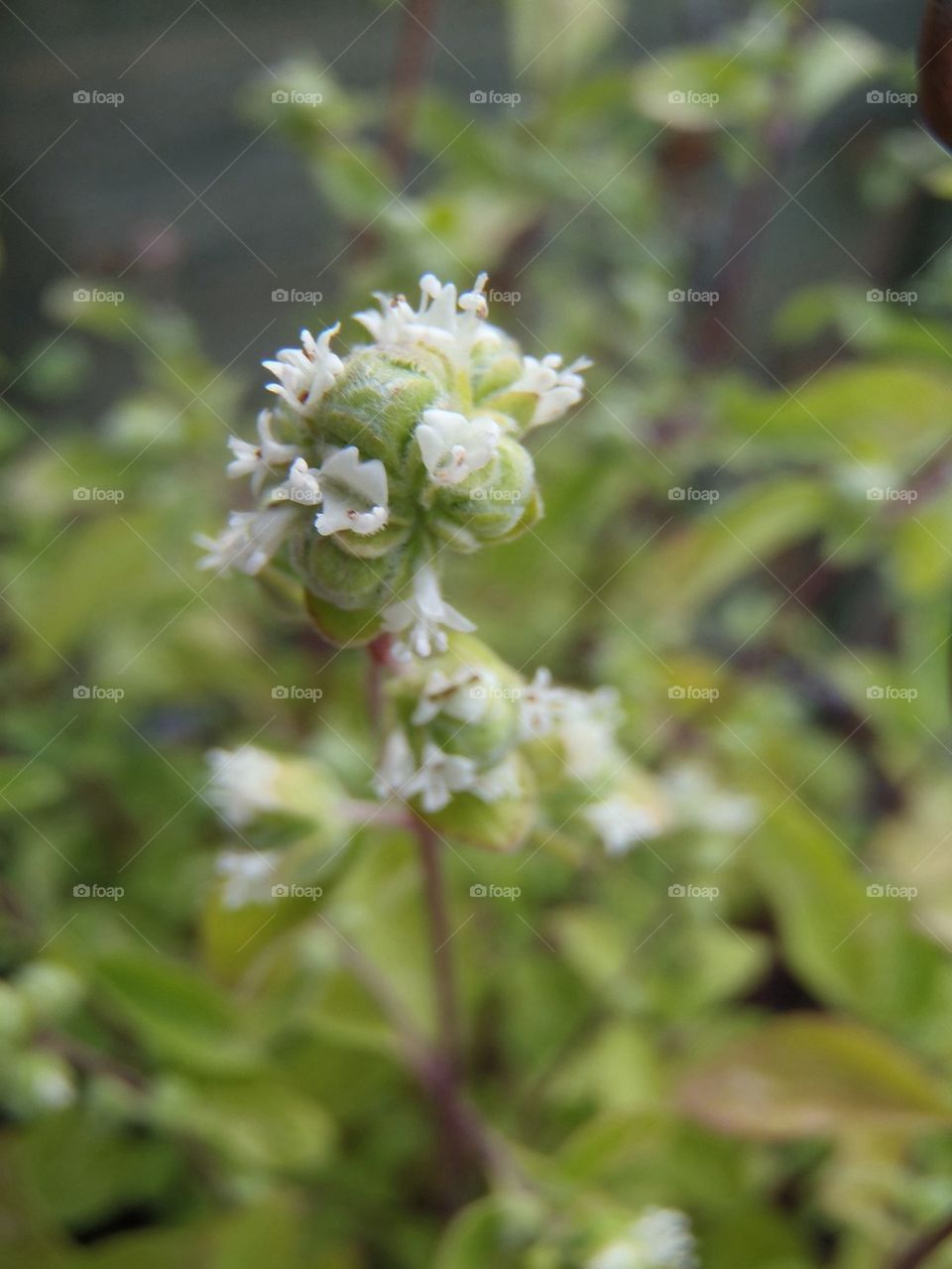 Lemony marjoram