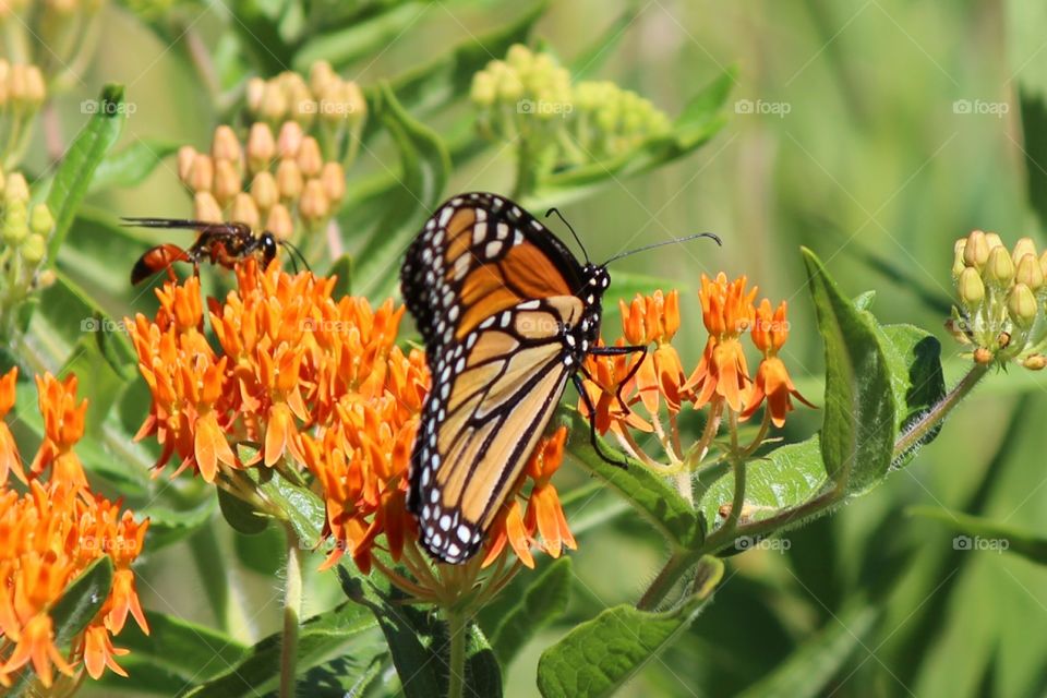 Monarch butterfly enjoying the milk weed wildflowers
