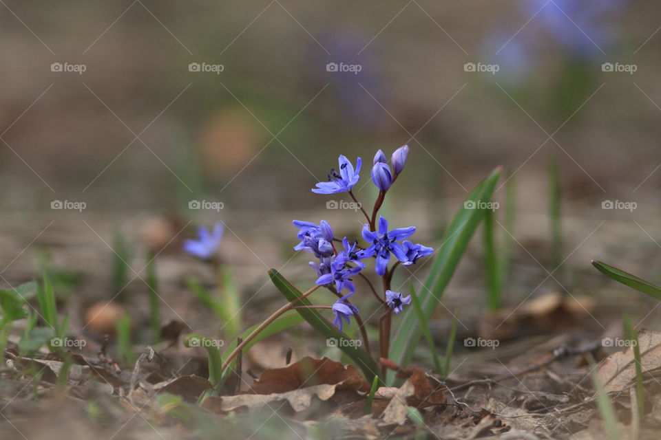 Early blue spring flowers