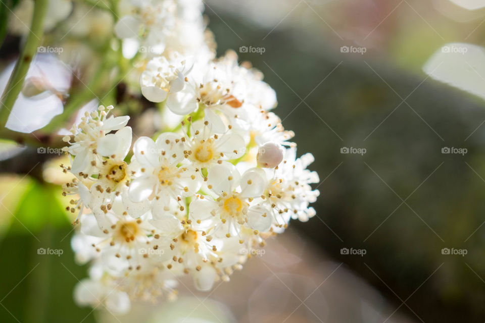 White flowers in bloom