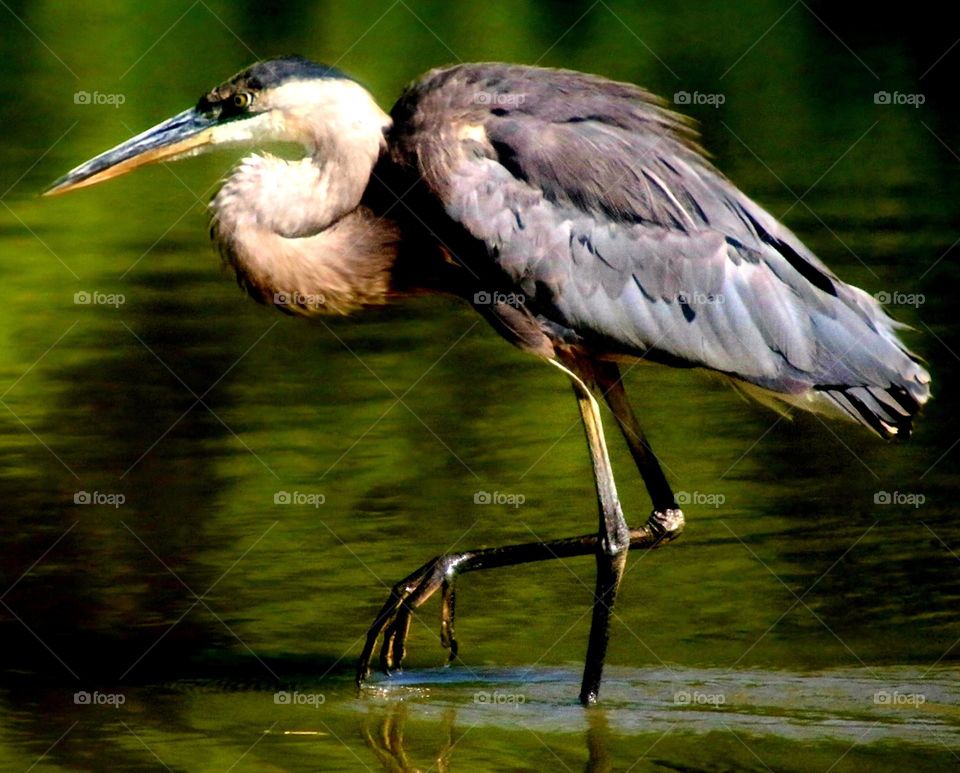 Great Blue Heron on the Hunt